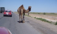 uzbekistan-roads