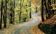 autumn_road_tree_wallpaper-normal