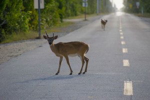 Key Deer on Highway in Florida Keys